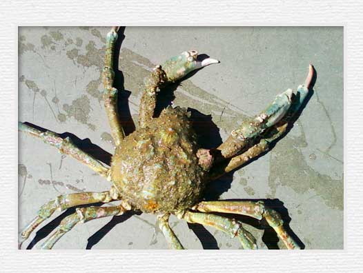 Huntington Beach Pier Fishing - Spider Crab