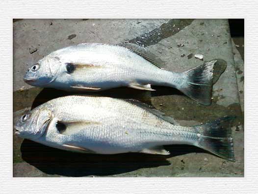Huntington Beach Pier Fishing - Spotfin Croaker