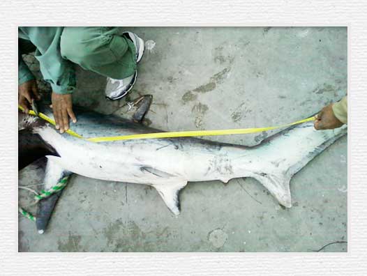 Huntington Beach Pier Fishing - Thresher Shark