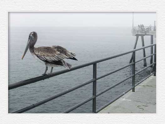 Huntington Beach Pier Fishing - Pelican